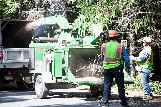 Tree and Shrub Care in Rockmart, GA